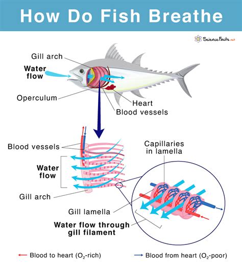 how do fish breathe|How do Fish Breathe Underwater for Kids Explained with Diagram.